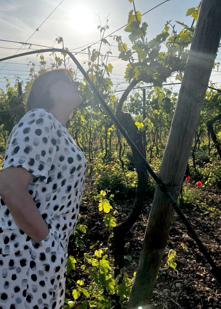 Viešnia vynuogyne saulėtą rudens dieną